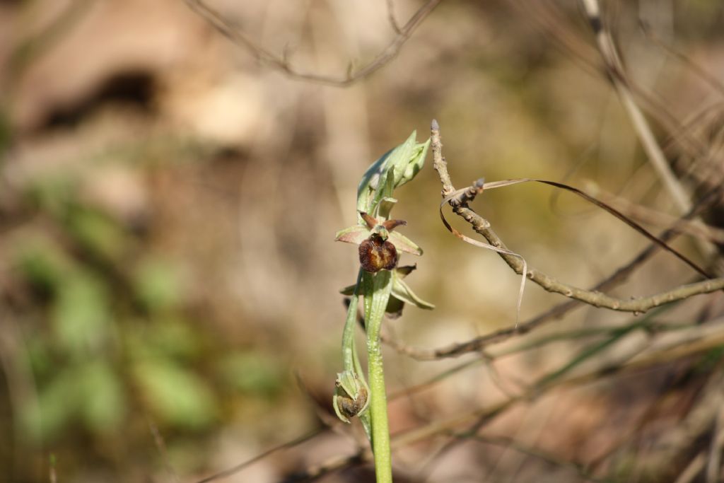 ophrys sphegodes classica